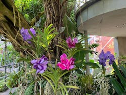 とっとり花回廊に投稿された画像（2025/6/28）