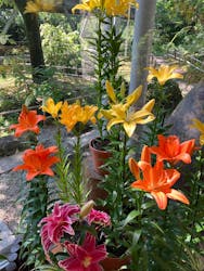 とっとり花回廊に投稿された画像（2025/6/28）