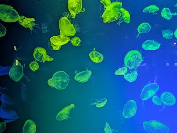 名古屋港水族館に投稿された画像（2025/6/28）