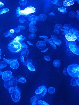 すみだ水族館に投稿された画像（2025/6/28）