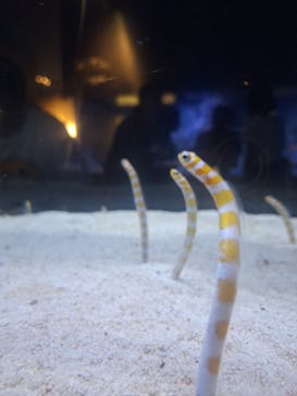 すみだ水族館に投稿された画像（2025/6/28）