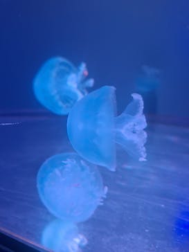 すみだ水族館に投稿された画像（2025/6/28）