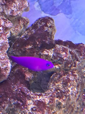 マクセル アクアパーク品川に投稿された画像（2025/6/28）