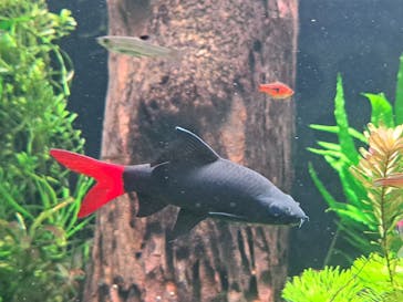 マクセル アクアパーク品川に投稿された画像（2025/6/28）