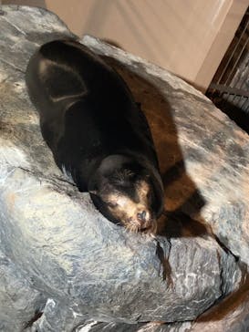 アクアワールド茨城県大洗水族館に投稿された画像（2025/6/28）