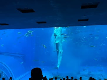 沖縄美ら海水族館に投稿された画像（2025/6/28）