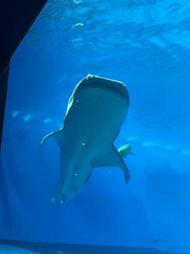 沖縄美ら海水族館に投稿された画像（2025/6/28）