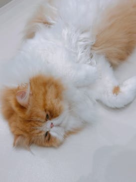 Cat Café MOFF イオンモール浜松志都呂店に投稿された画像（2025/6/28）