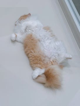 Cat Café MOFF イオンモール浜松志都呂店に投稿された画像（2025/6/28）