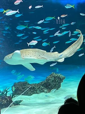 サンシャイン水族館に投稿された画像（2025/6/28）