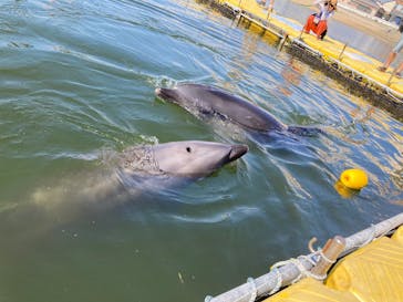 日間賀島ドルフィンビーチに投稿された画像（2025/6/28）