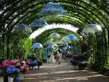 横浜イングリッシュガーデンに投稿された画像（2025/6/28）