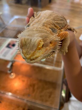 いきもの探検隊湘南に投稿された画像（2025/6/29）