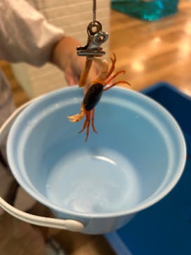 いきもの探検隊湘南に投稿された画像（2025/6/29）