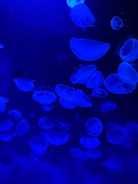 サンシャイン水族館に投稿された画像（2025/6/29）