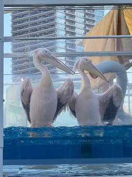 サンシャイン水族館に投稿された画像（2025/6/29）