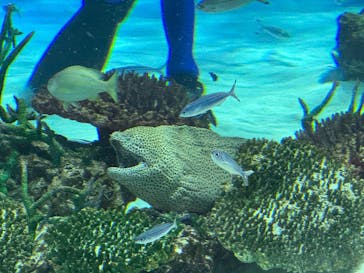 サンシャイン水族館に投稿された画像（2025/6/29）