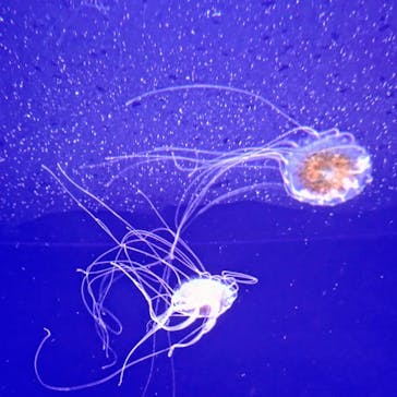 新江ノ島水族館に投稿された画像（2025/6/29）