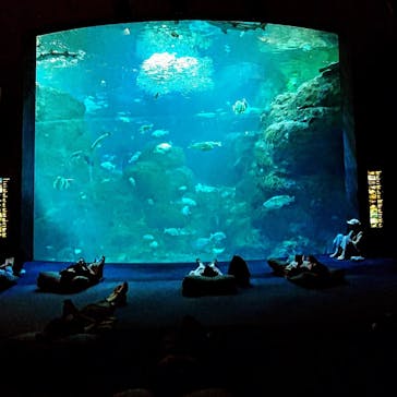 新江ノ島水族館に投稿された画像（2025/6/29）