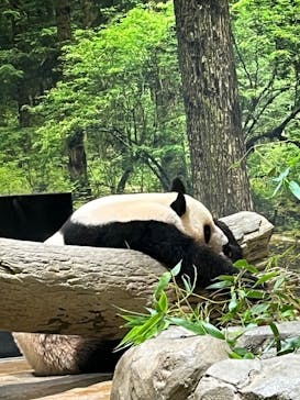 恩賜上野動物園に投稿された画像（2025/6/29）