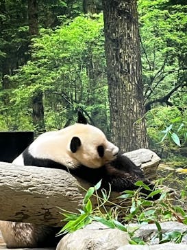恩賜上野動物園に投稿された画像（2025/6/29）