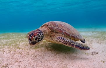 OKIDOKIマリンツアー宮古島に投稿された画像（2025/6/29）