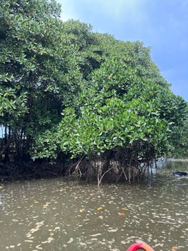冒険島　沖縄総合アウトドアツアー専門店に投稿された画像（2025/6/29）