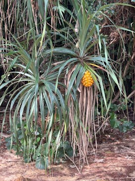 冒険島　沖縄総合アウトドアツアー専門店に投稿された画像（2025/6/29）