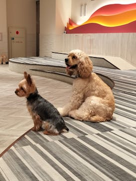 いぬカフェRio 池袋店に投稿された画像（2025/6/29）