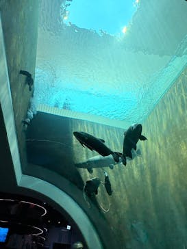 AQUARIUM × ART　atoaに投稿された画像（2025/6/29）