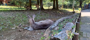 こども動物自然公園（埼玉県公園緑地協会）に投稿された画像（2025/6/29）