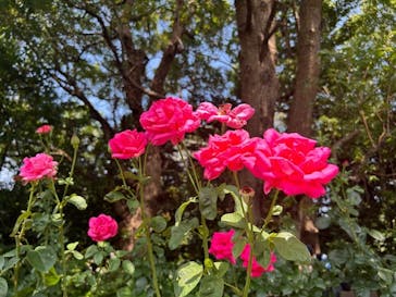 横浜イングリッシュガーデンに投稿された画像（2025/6/29）