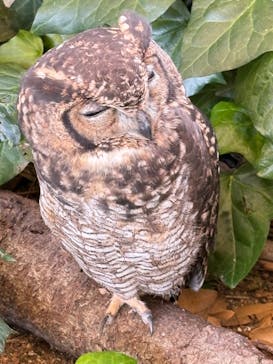 伊豆アニマルキングダムに投稿された画像（2025/6/29）