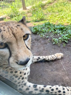 伊豆アニマルキングダムに投稿された画像（2025/6/29）