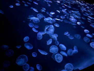 すみだ水族館に投稿された画像（2025/6/29）