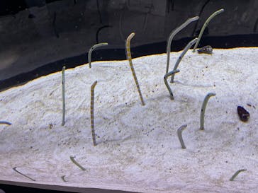 すみだ水族館に投稿された画像（2025/6/29）