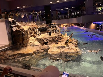 すみだ水族館に投稿された画像（2025/6/29）