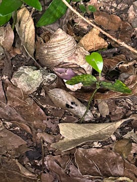 nico 宮古島に投稿された画像（2025/6/29）