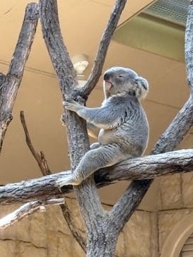 名古屋市東山動植物園に投稿された画像（2025/6/29）