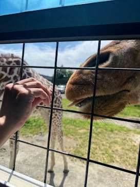 那須サファリパークに投稿された画像（2025/6/29）