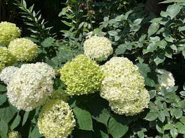 横浜イングリッシュガーデンに投稿された画像（2025/6/29）