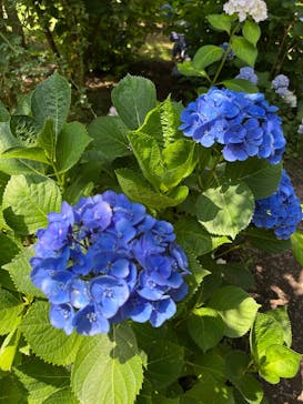 横浜イングリッシュガーデンに投稿された画像（2025/6/29）