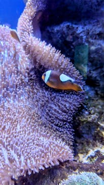 新江ノ島水族館に投稿された画像（2025/6/29）