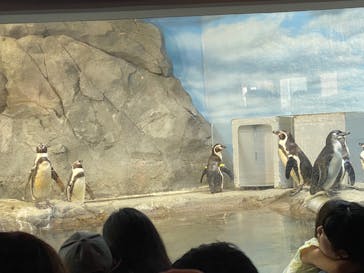 新江ノ島水族館に投稿された画像（2025/6/29）