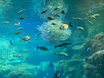 新江ノ島水族館に投稿された画像（2025/6/29）