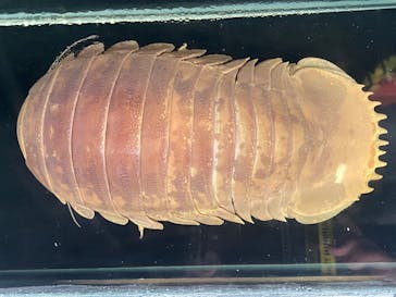 新江ノ島水族館に投稿された画像（2025/6/29）