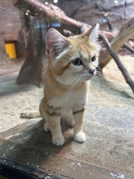 那須どうぶつ王国に投稿された画像（2025/6/29）