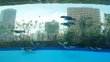 サンシャイン水族館に投稿された画像（2025/6/29）