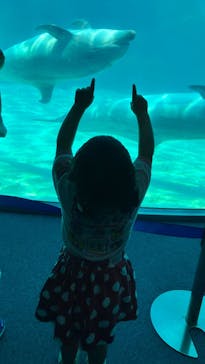 名古屋港水族館に投稿された画像（2025/6/29）