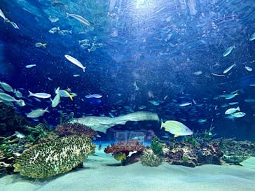 サンシャイン水族館に投稿された画像（2025/6/29）